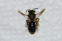 Andrena miserabilis