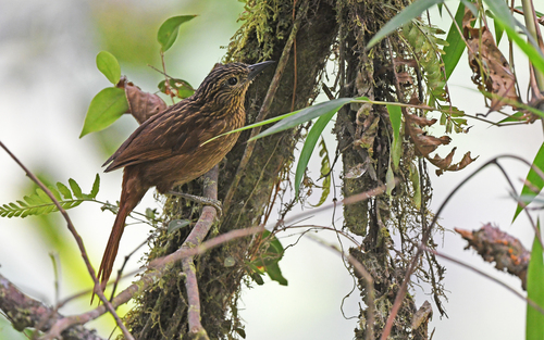 Striped Treehunter (Thripadectes holostictus)