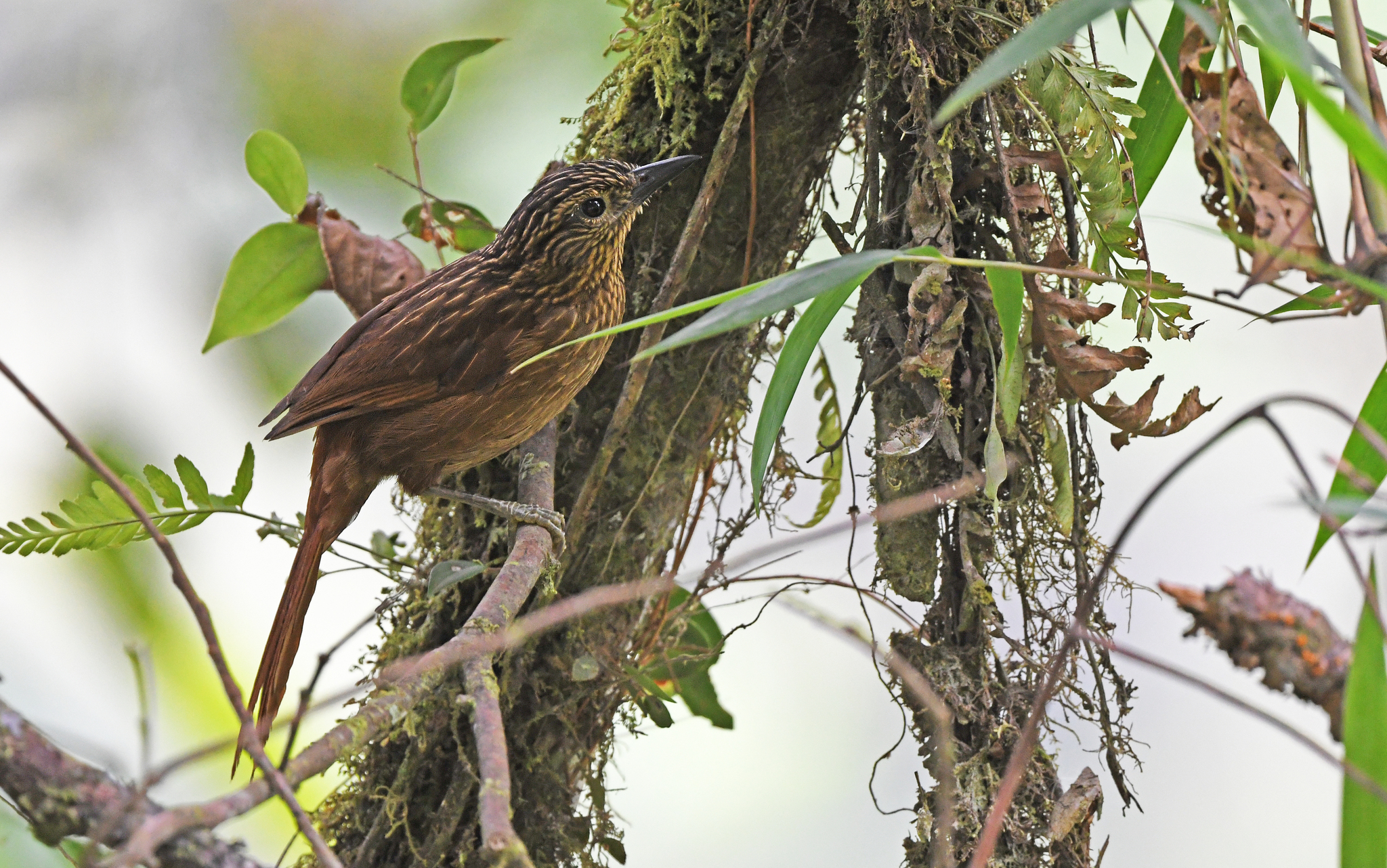 Striped Treehunter (Thripadectes holostictus), photo 1