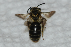 Andrena miserabilis