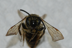Andrena miserabilis