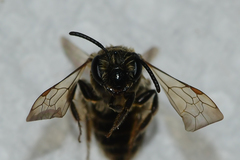 Andrena miserabilis