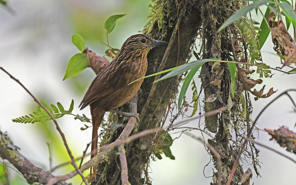 Striped Treehunter