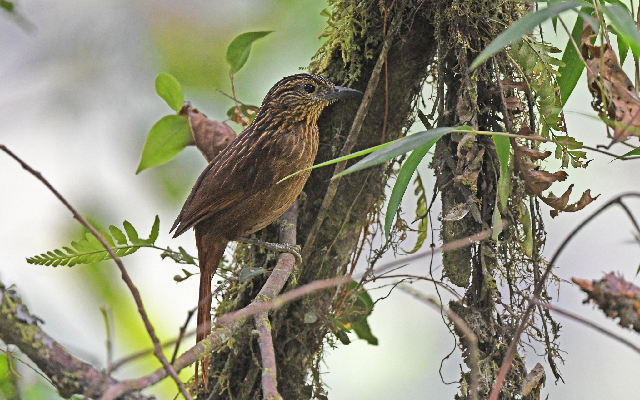 Striped Treehunter (Thripadectes holostictus), photo 2