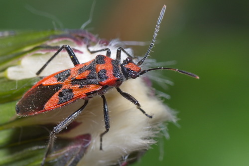 Raudonmargė kampuotblakė nuotrauka