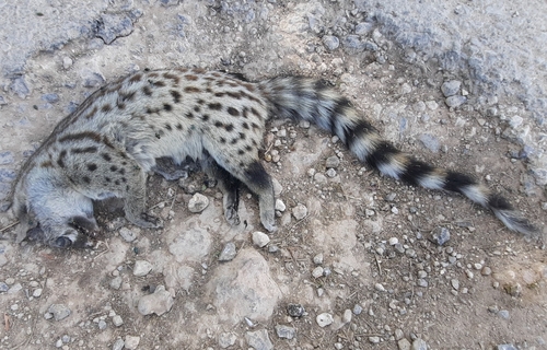 Central African Small-spotted Genet