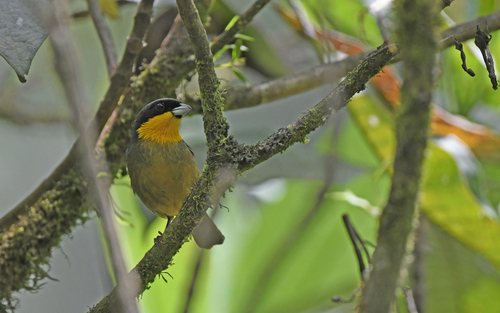 Yellow-throated Tanager (Iridosornis analis), photo 5