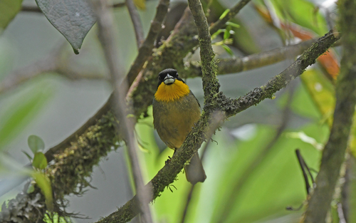 Yellow-throated Tanager (Iridosornis analis), photo 6