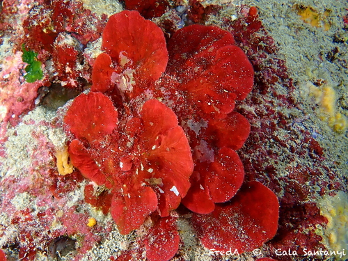 Peyssonnelia squamaria