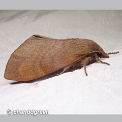 Dendrolimus punctata