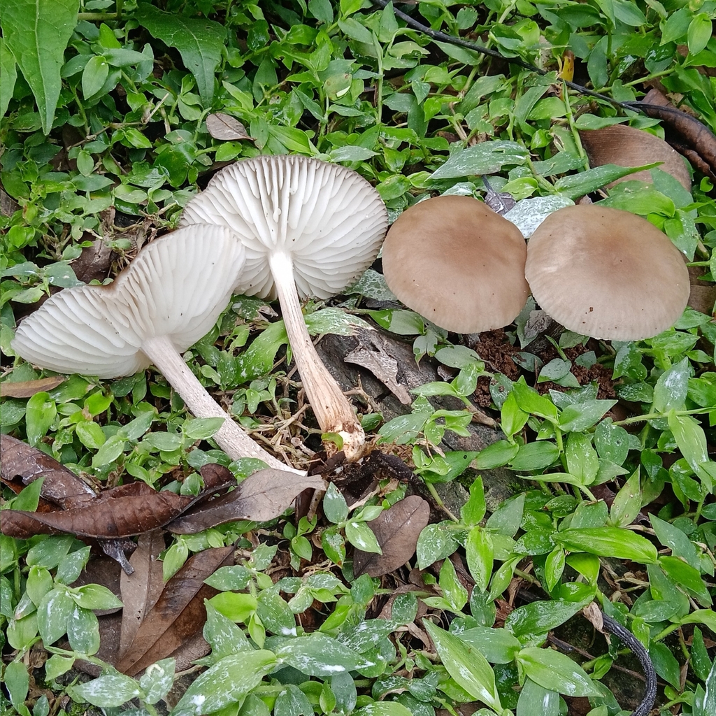 Oudemansiella platensis