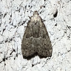 Hypenodes franclemonti