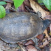 Brazilian Radiolated Swamp Turtle - Photo (c) Bill Crins, some rights reserved (CC BY), uploaded by Bill Crins