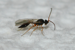 Aclista