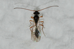Aclista
