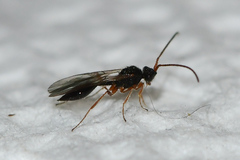 Aclista