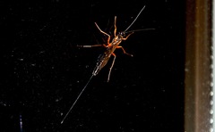 Ephialtes manifestator