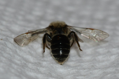 Andrena rubi