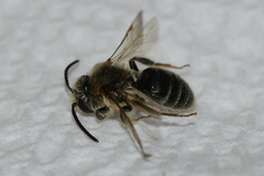 Andrena rubi