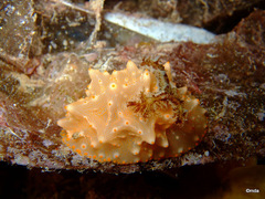 Halgerda batangas