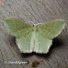 Idiochlora minuscula