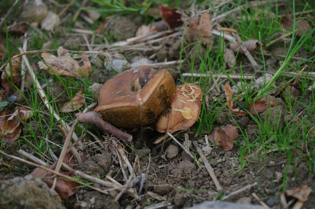 Ruby Bolete From 1052 Le Mont-sur-lausanne, Switzerland On September 30 