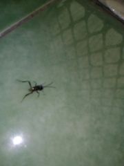 Evania appendigaster