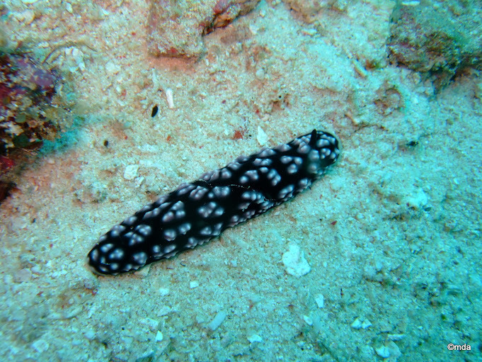 Si l'image tarde � s'afficher, cliquez sur le lien