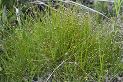 Eleocharis nitida