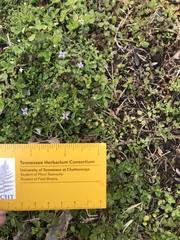 Houstonia pusilla