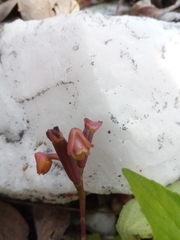 Polystachya monophylla