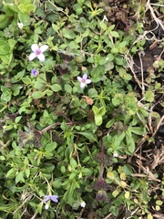 Houstonia pusilla