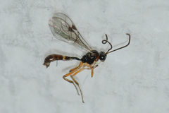 Orthocentrinae