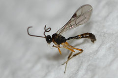 Orthocentrinae
