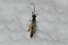 Orthocentrinae