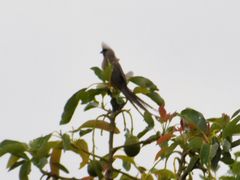 Colius striatus minor