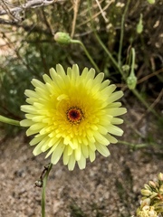 Malacothrix californica