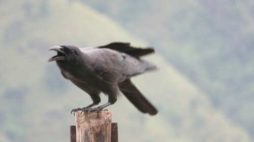 Philippine Jungle Crow (Corvus philippinus), photo 10