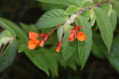 Begonia suaviola