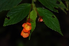 Begonia suaviola
