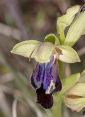 Ophrys fusca iricolor