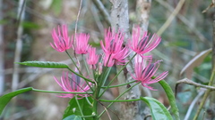 Pavonia multiflora