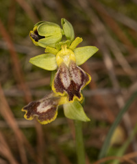 Ophrys sicula