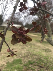 Malus angustifolia