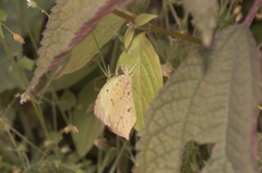 Abaeis salome jamapa