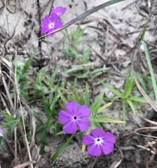 Phlox glabriflora