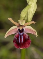 Ophrys sphegodes