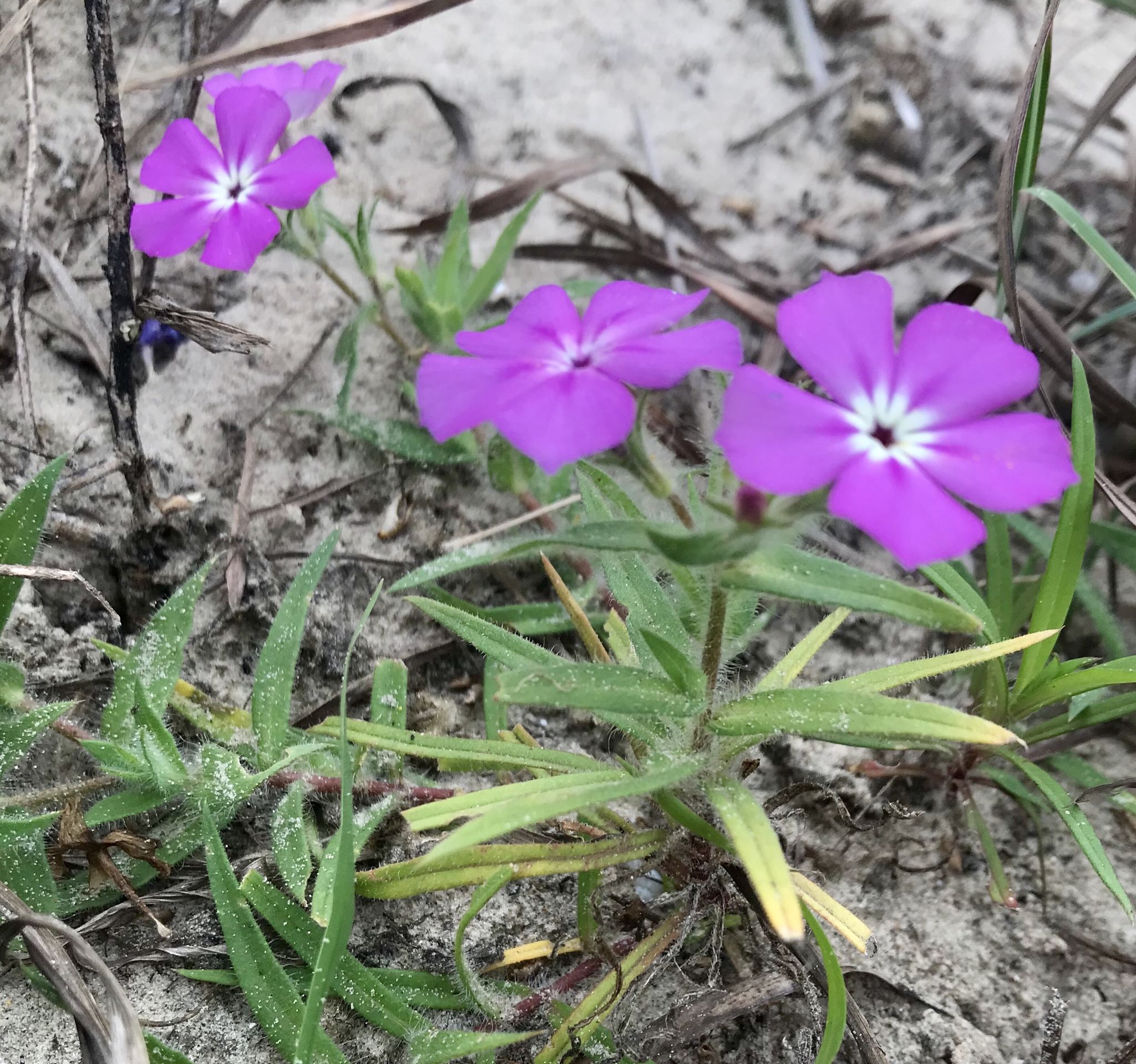 Phlox glabriflora