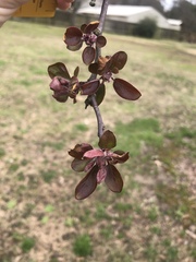 Malus angustifolia