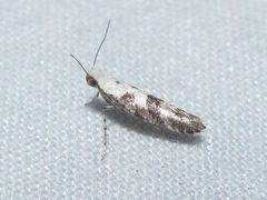 Argyresthia austerella